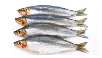 SARDINES FROM GREECE